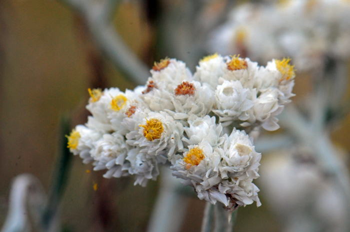 Western Pearly Everlasting flower heads are in flat-topped clusters, the flowering stalk branching from upper stems in cymose panicles. The disk florets are surrounded by tiny pearly white bracts or phyllaries. Anaphalis margaritacea
